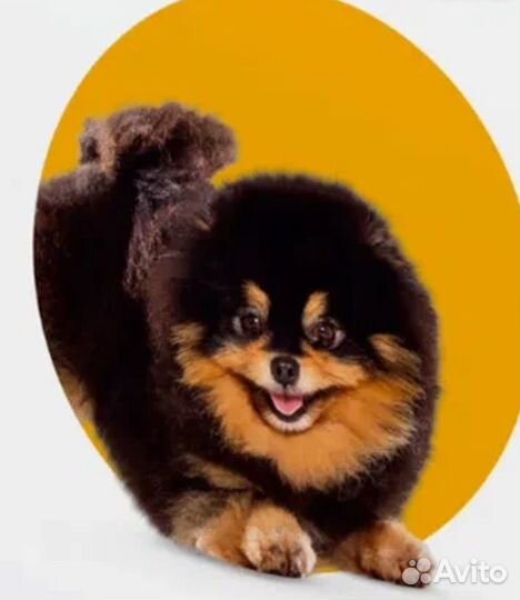 Обработка от клеща собак