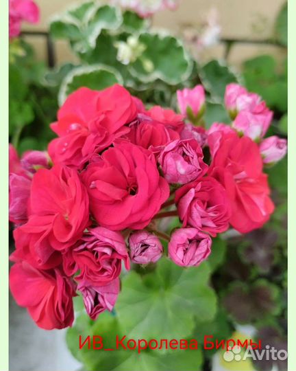 Пеларгония герань сортовая коллекционная
