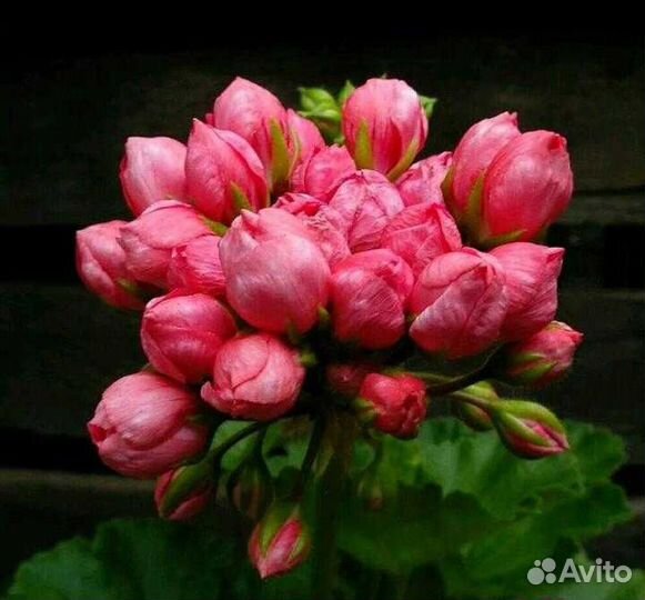 Тюльпанка пеларгония