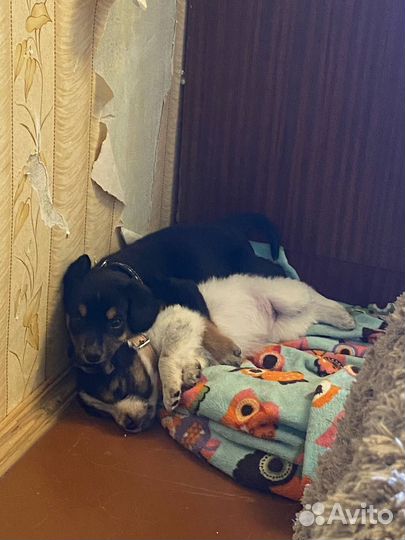 Щенки дворовые мальчик и девочка
