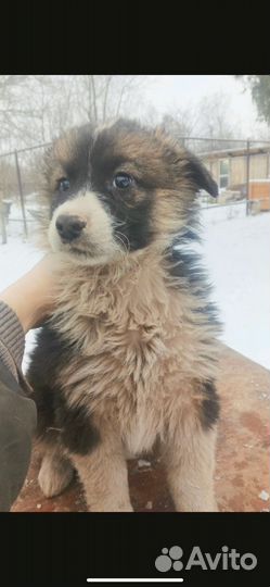 Щенки в добрые руки бесплатно