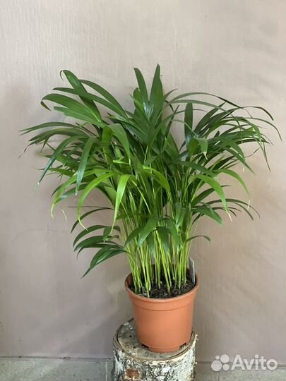 Пальма арека (Хризолидокарпус) d17