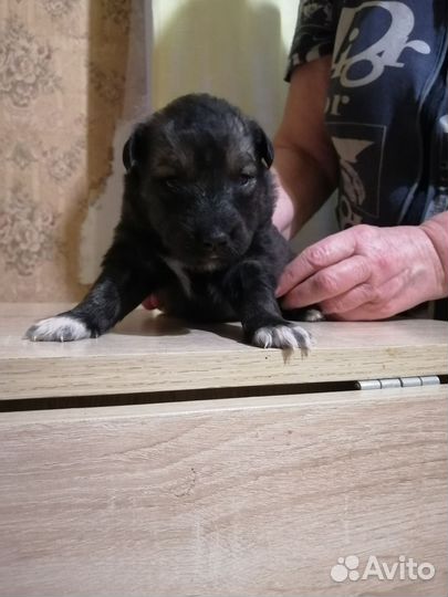 Щенки помесь с хаски