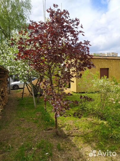 Саженцы клена Роял Рэд, север дуба (3года), желуди