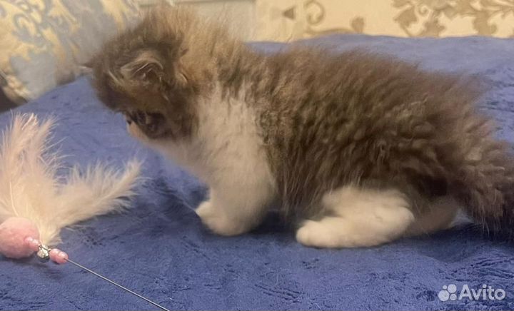 Персидские котята