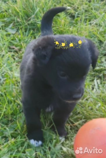 Щенки в добрые руки