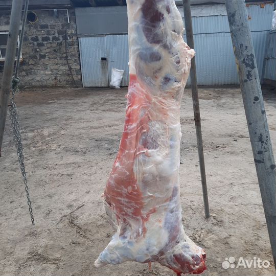 Мясо баранина (Дорпер)