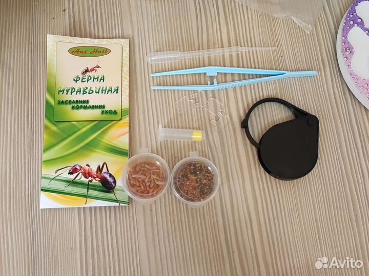 Муравьиная ферма