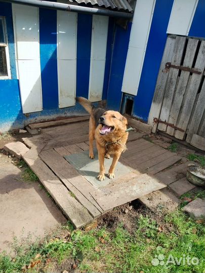 Отдам в добрые руки