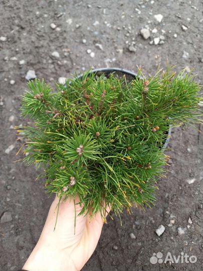 Сосна горная