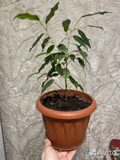 Фикус бенджамина /Наташа