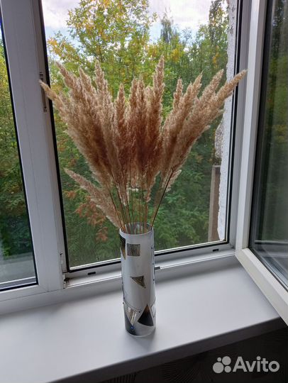 Пампасная трава