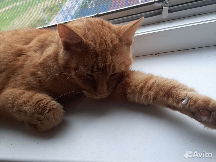Кошка в дар бесплатно