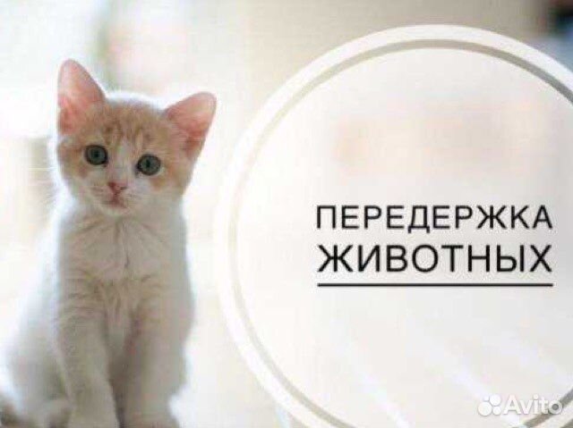 Передержка животных, домашняя зоогостиница