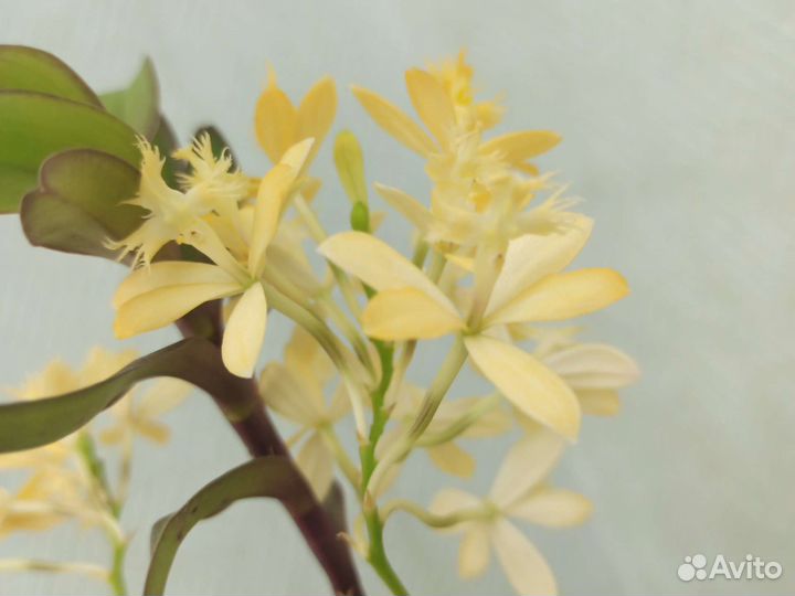 Орхидея дендробиум