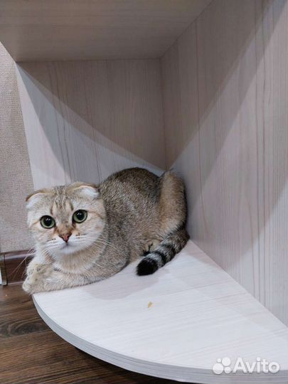 Шотландская вислоухая кошка