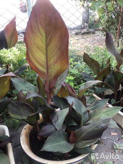 Цветы канны