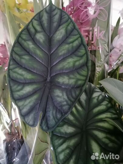 Алоказия шкура дракона Алоказия Dragon Scale