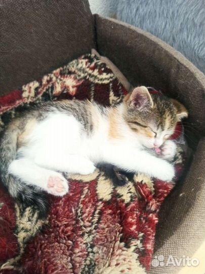 Котенок