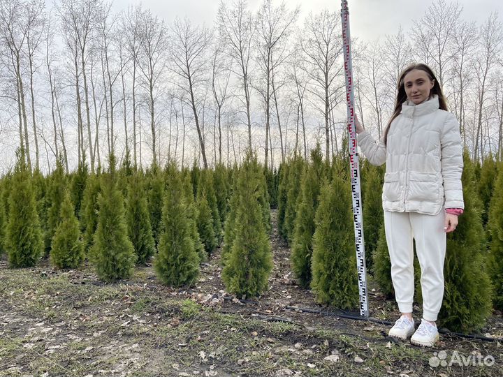 Туи в ассортименте