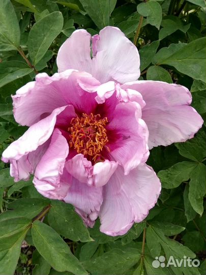 Бересклет японский, пион Древовидный