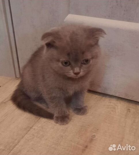 Котенок британец