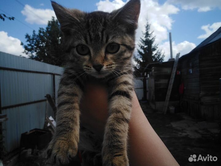 Котята Табби