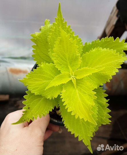 Колеус вегетативный