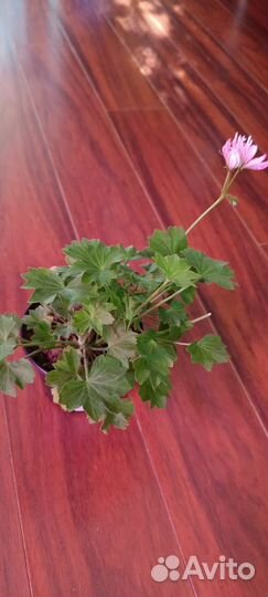 Герань пеларгония