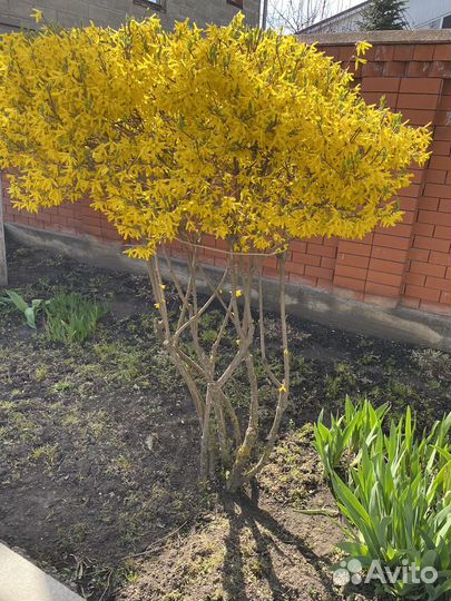 Форзиция саженцы