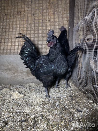 Петухи Ухейилюй