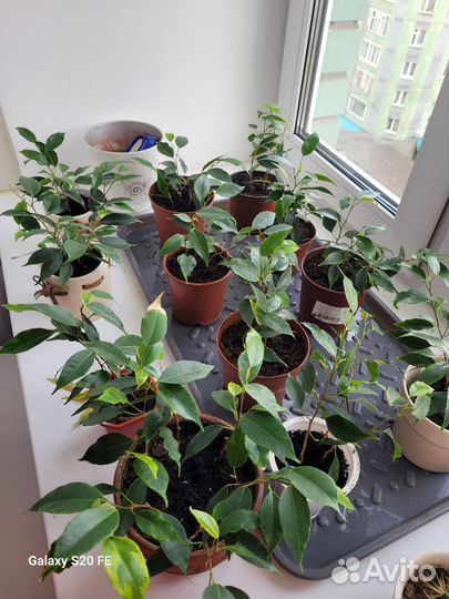 Фикус Бенжамина