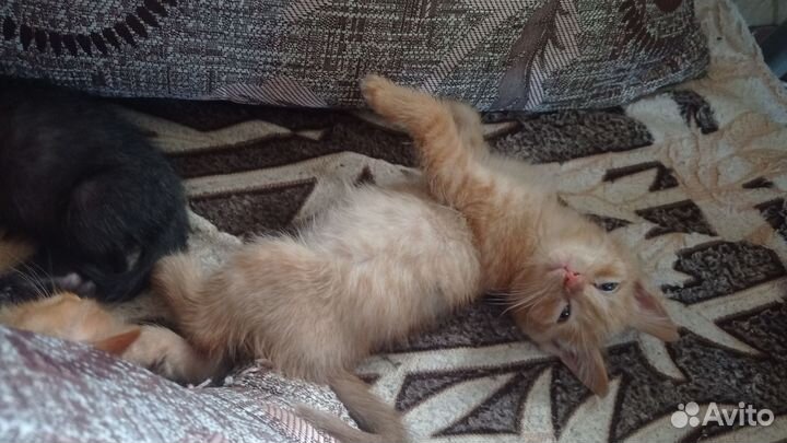 Отдам милых котят