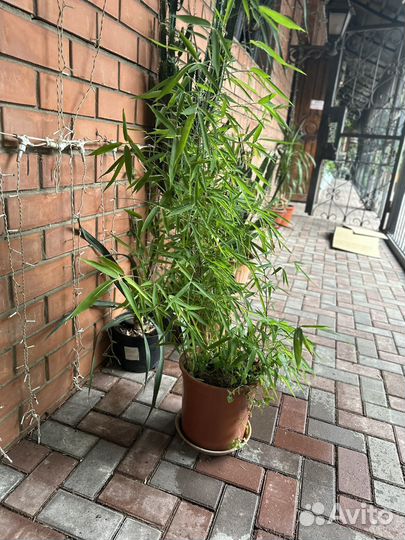 Бамбук морозостойкий (листоколосник)