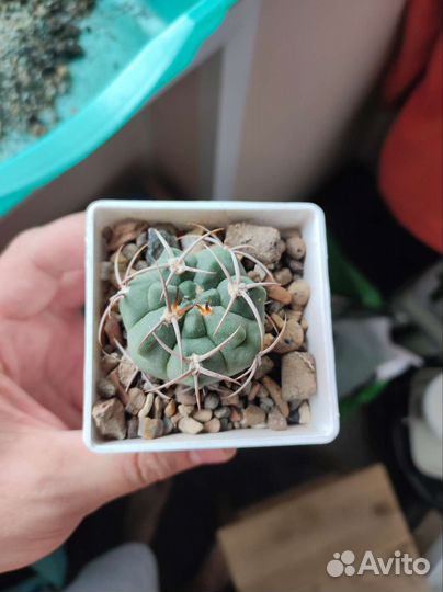 Гимнокалициум