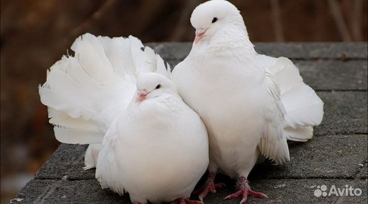 Удобрения помёт голубиный