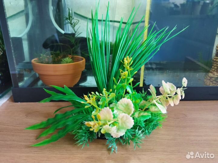 Растения для аквариума