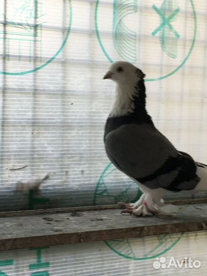 Андижанские Высоколетные, Бойно-игровые голуби