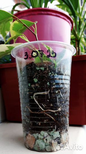 Фикус бенджамина Голден кинг