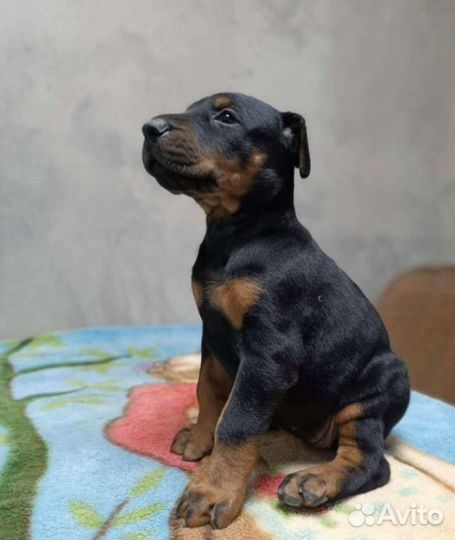Щенки добермана
