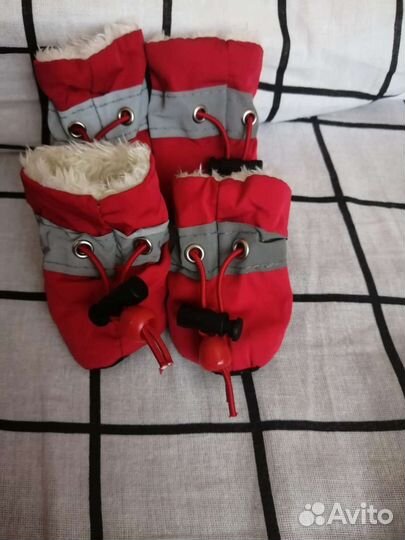 Обувь дня мелких собок