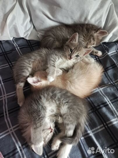Отдам котят