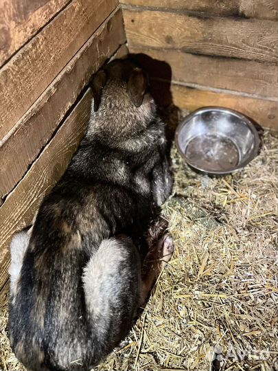 Вся жизнь Жоры страх и стресс