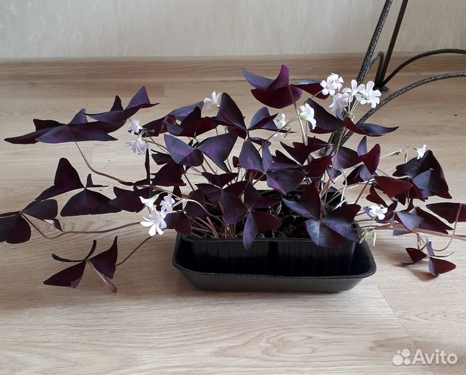 Кислица оксалис