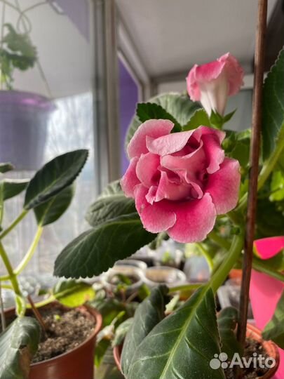 Глоксиния махровая