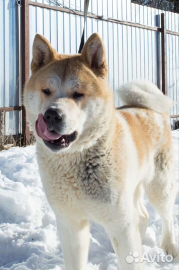 Американская акита