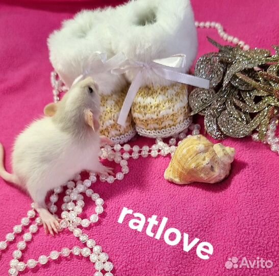 Крысята от ratlove