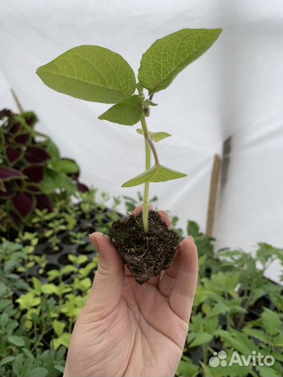 Физалис земляничный рассада