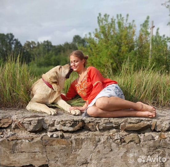 Щенок испанского мастифа