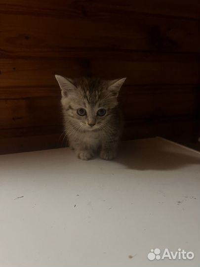 Котята в добрые руки мальчики